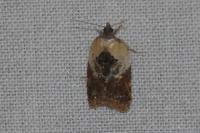 Acleris variegana