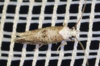 Paraswammerdamia albicapitella