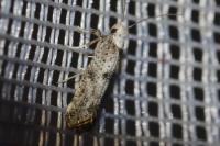 Paraswammerdamia albicapitella
