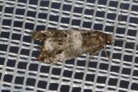 Notocelia trimaculana