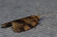 Epagoge grotiana