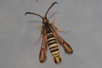 Bembecia iberica