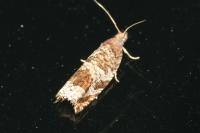 Ancylis achatana