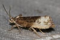 Hedya nubiferana