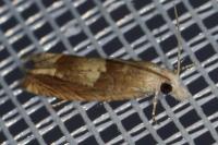 Eucosma conterminana