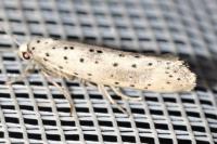 Yponomeuta irrorella