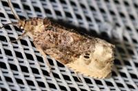 Hedya nubiferana