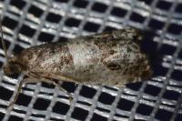 Notocelia trimaculana