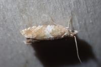 Epinotia abbreviana