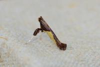 Caloptilia fidella
