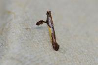 Caloptilia fidella