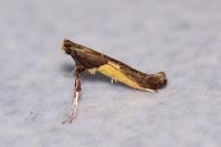 Caloptilia fidella