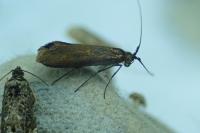 Nemophora metallica
