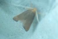 Eurodachtha pallicornella