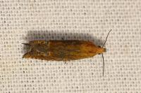 Lathronympha strigana