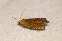 Lathronympha strigana