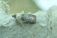 Acleris variegana