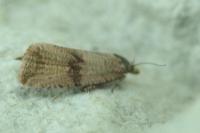 Celypha striana