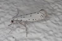 Yponomeuta
