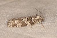 Cnephasia