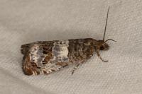 Notocelia trimaculana