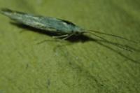 Coleophora