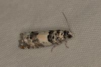 Epinotia thapsiana