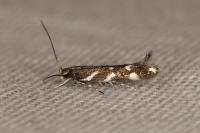 Eteobalea albiapicella