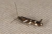 Eteobalea albiapicella