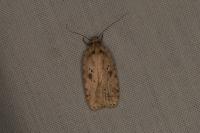 Agonopterix arenella