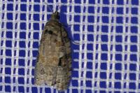 Apotomis semifasciana