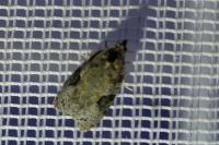 Apotomis semifasciana
