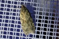 Gelechia muscosella