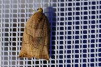 Archips podana