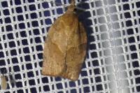 Pandemis heparana