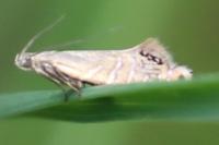 Glyphipterix thrasonella