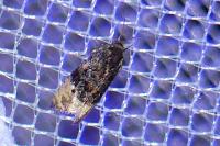Metendothenia atropunctana