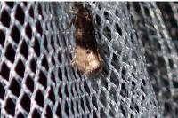 Metendothenia atropunctana