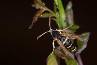 Paranthrene tabaniformis