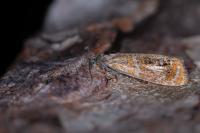 Olethreutes arcuella