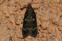 Gelechia sororculella