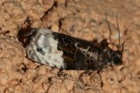 Apotomis betuletana