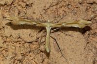 Gillmeria pallidactyla