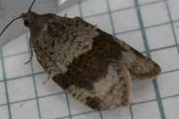 Syndemis musculana