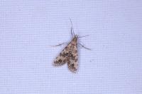 Alucita hexadactyla