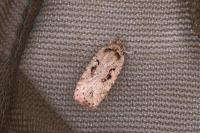 Agonopterix ocellana