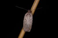 Agonopterix yeatiana