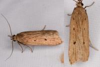 Acompsia antirrhinella/tripunctella
