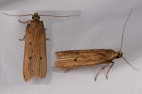 Acompsia antirrhinella/tripunctella
