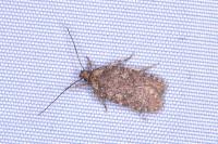 Agonopterix ciliella/heracliana
